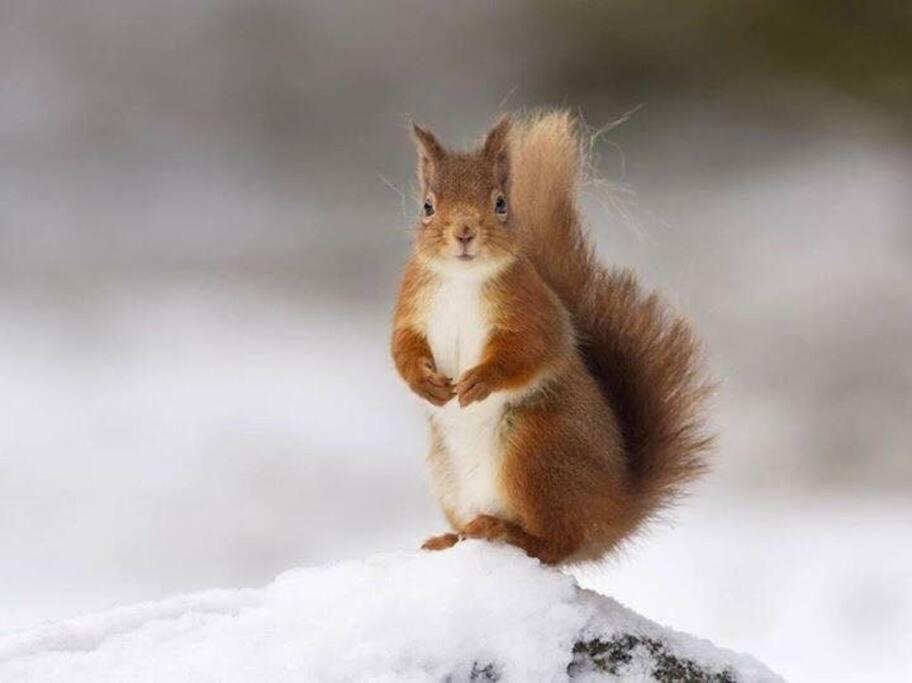 Red Squirrel Log Cabin With Hot Tub Keith Exteriér fotografie